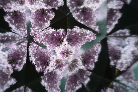 Abstract background,  beautiful flowers, nature, kaleidoscope effectの写真素材