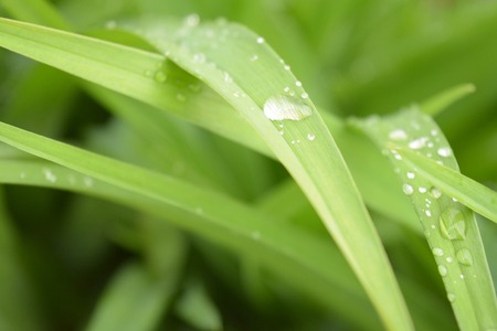 Natural green background, leaves, water drops, natureの写真素材
