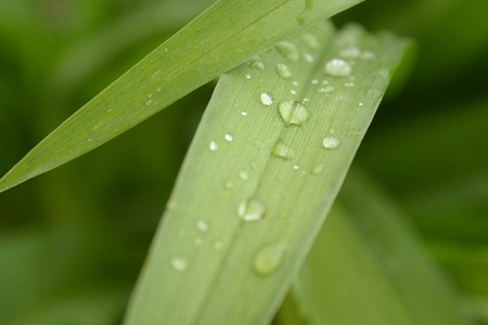 Natural green background, leaves, water drops, natureの写真素材