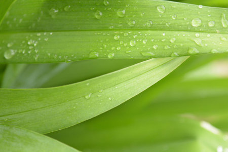 Natural green background, leaves, water drops, nature