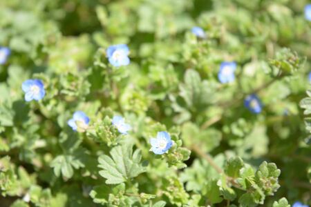 Natural background flowers, leaves, green, nature, colorの写真素材