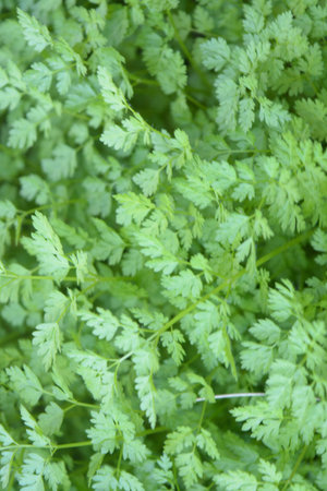 Natural background flowers, leaves, green, nature, color