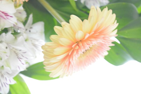 Beautiful flowers isolated on white background, drops, natureの写真素材