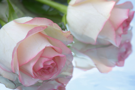 Beautiful roses reflected in pure waterの写真素材