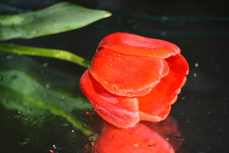 Red tulipsの写真素材