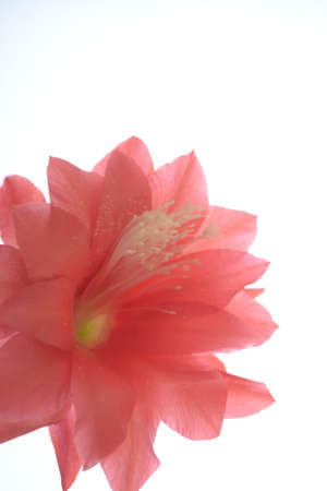Red cactus flower isolated on white background, natureの写真素材