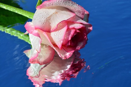 Beautiful roses reflected in pure waterの写真素材