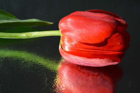 Beautiful red tulips natural backgroundの写真素材