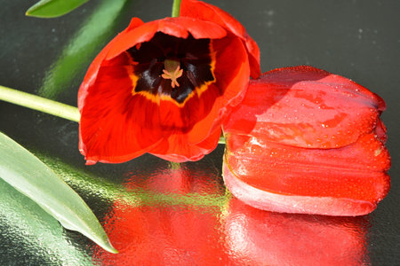 Beautiful red tulips natural backgroundの写真素材