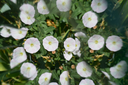 Abstract background, flowersの写真素材