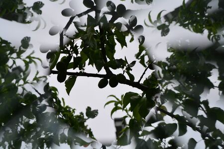 Natural background, leaves, kaleidoscope effectの写真素材
