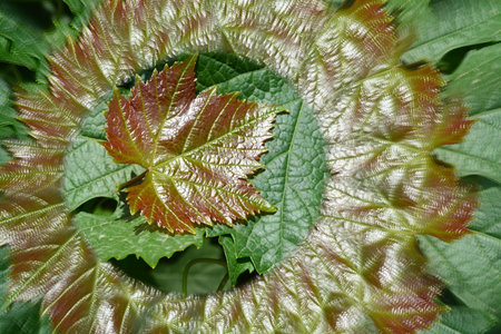 Natural background, leaves, kaleidoscope effectの写真素材