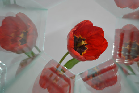 Abstract background, flowers, tulip, kaleidoscope effectの写真素材