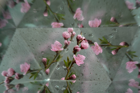 Abstract background, flowers, kaleidoscope effect, plantの写真素材