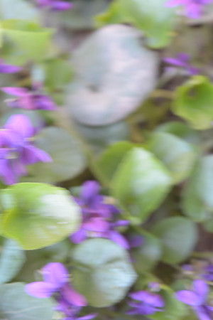 Natural background flowers, leaves, green, nature, colorの写真素材