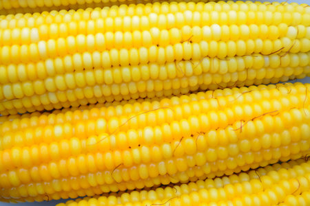 Fresh corn on white background