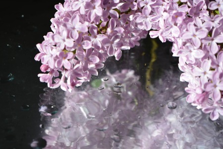 Beautiful flowers, lilacsの写真素材