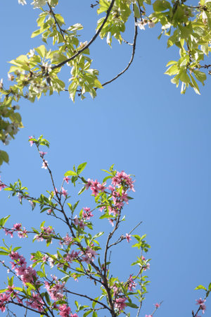 Tree flowers blossom