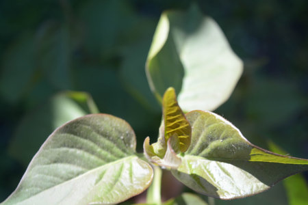 Natural background, beautiful green leavesの写真素材
