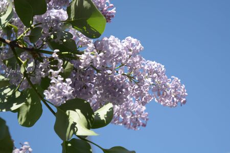 Lilac flowers, Spring bloomingの写真素材