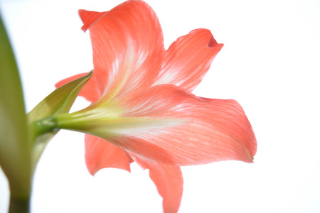 Beautiful lily flower isolated on white backgroundの写真素材