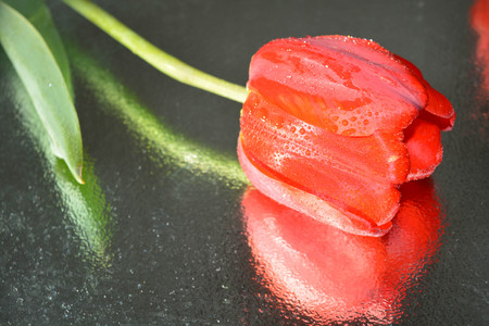 Beautiful red tulips natural backgroundの写真素材