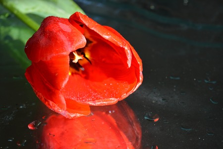 Beautiful flowers on black background, tulips, reflection, naturの写真素材