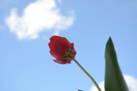 Beautiful flowers on sky background, red tulip, nature, green leの写真素材