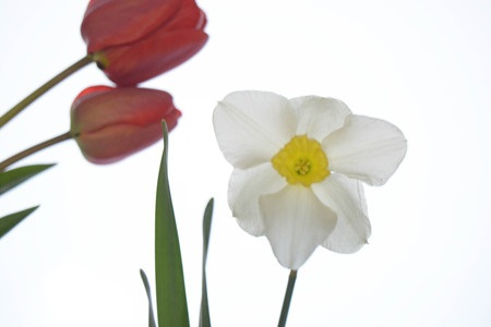 Red tulips isolated on white background, leaves, natureの写真素材
