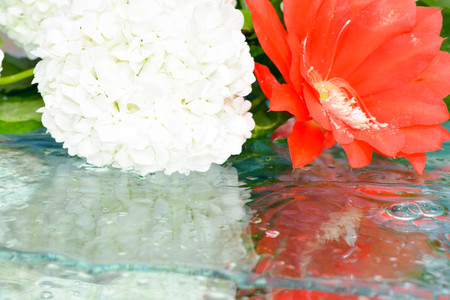 Beautiful flowers reflected in pure waterの写真素材
