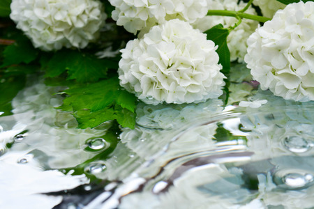 Beautiful flowers reflected in pure waterの写真素材