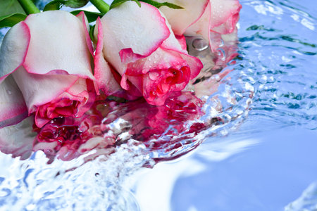 Beautiful roses reflected in pure water