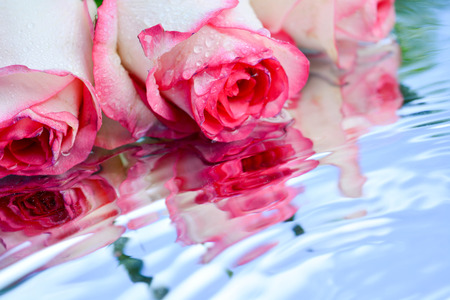 Beautiful roses reflected in pure waterの写真素材