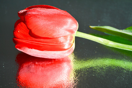 Red tulipsの写真素材