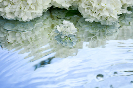 Beautiful flowers reflected in pure waterの写真素材