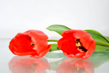 Red tulipsの写真素材