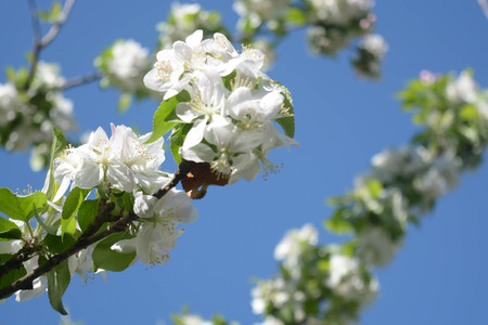 Tree flowers blossomの写真素材