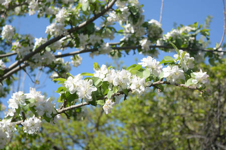 Tree flowers blossomの写真素材
