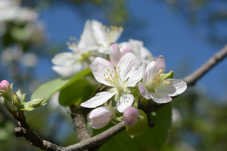 Tree flowers blossomの写真素材
