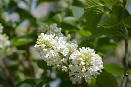 Lilac white flowersの写真素材