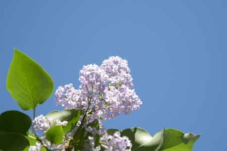 Lilac flowers, Spring bloomingの写真素材