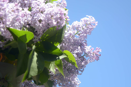 Lilac flowers, Spring bloomingの写真素材