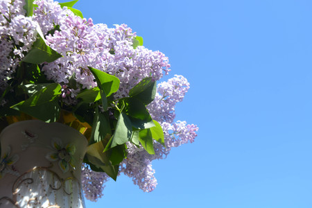 Lilac flowers, Spring bloomingの写真素材