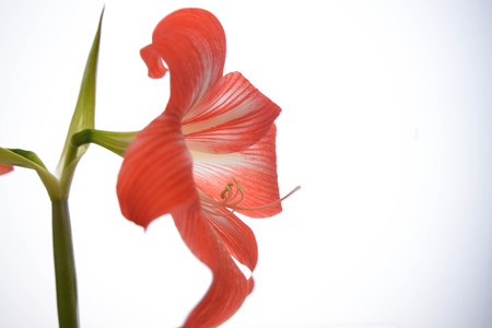 Beautiful lily flower isolated on white backgroundの写真素材