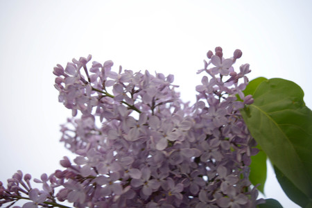 Lilac flowers isolated on white backgroundの写真素材