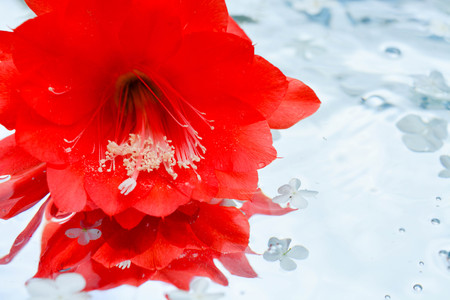 Beautiful flowers reflected in pure waterの写真素材