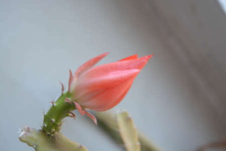 Cactus pink flower, natural background, beautiful, green, natureの写真素材