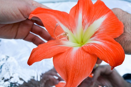 Beautiful flowers in hand reflected in pure water, natural backgの写真素材