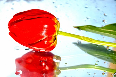 Red tulip, natural background, romantic, reflection, natureの写真素材