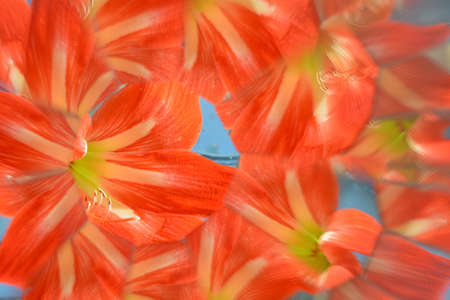 Abstract background,  beautiful flowers, nature, kaleidoscope efの写真素材